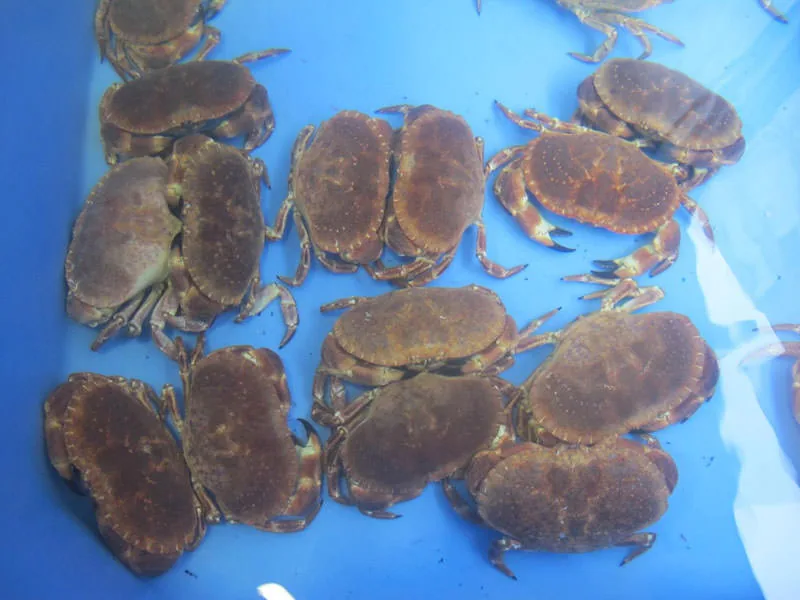 Centollas en agua marina dentro de un vivero