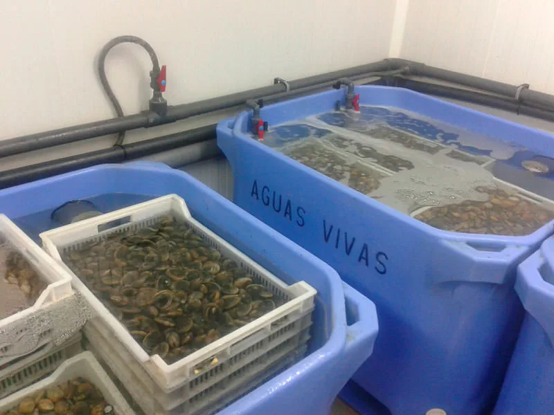Cestas con moluscos en depósitos azules rotulados con Aguas Vivas