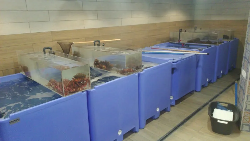 Fila de depósitos azules con paneles transparentes y crustáceos en su interior