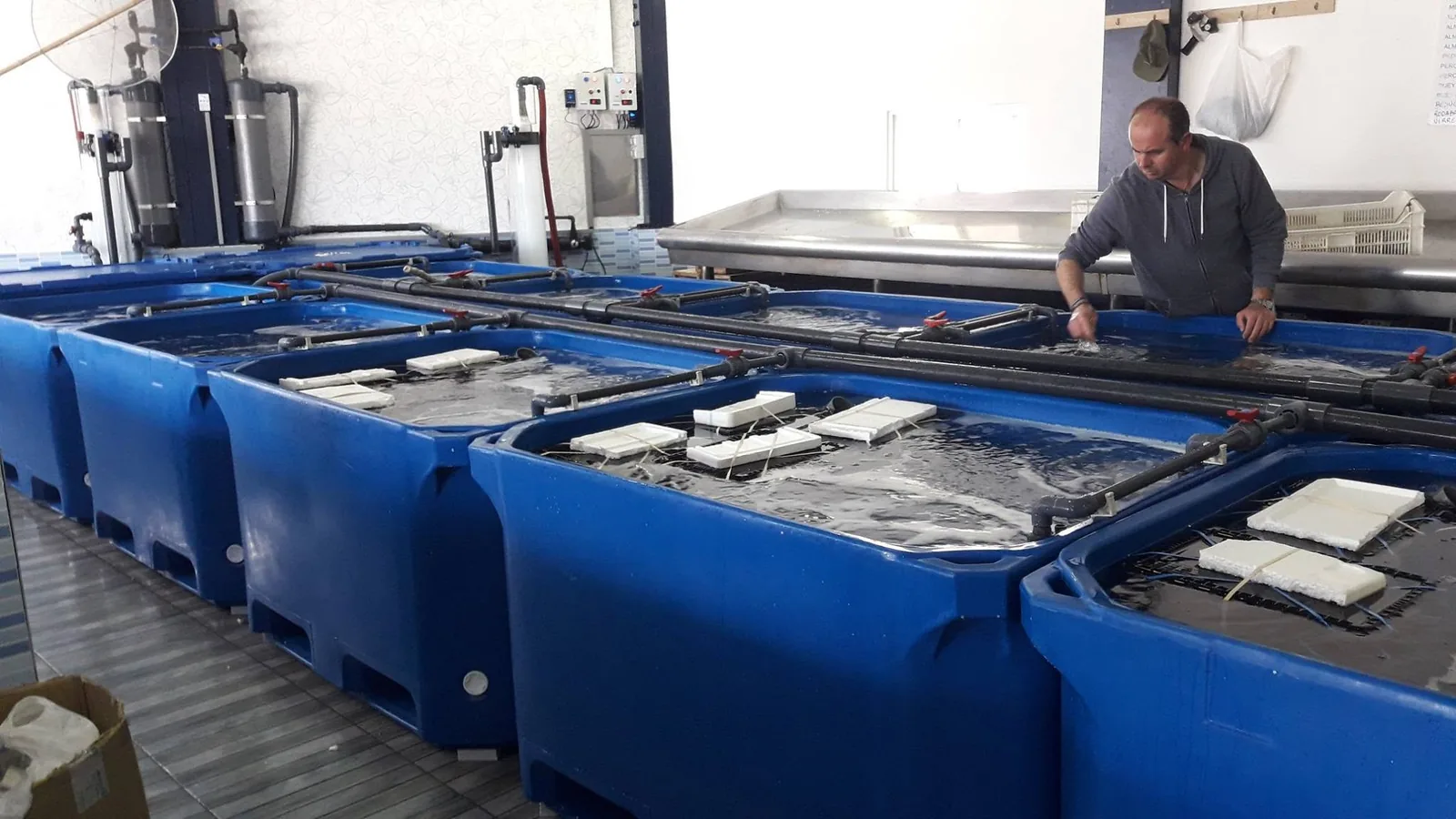 Filas de depósitos azules con agua, tuberías y equipos junto a una persona