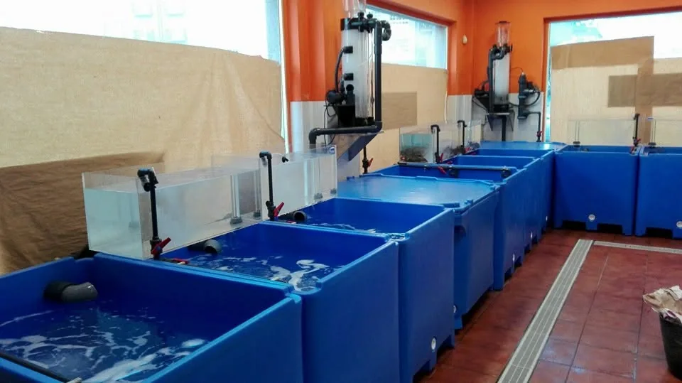 Depósitos azules con agua conectados a tuberías y equipos junto a una pared