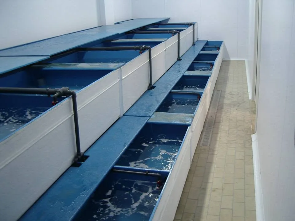 Dos filas de viveros alargados con compartimentos y agua en circulación